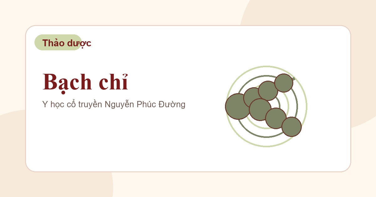Bạch chỉ trong nhóm vị thuốc Đông y thường gặp