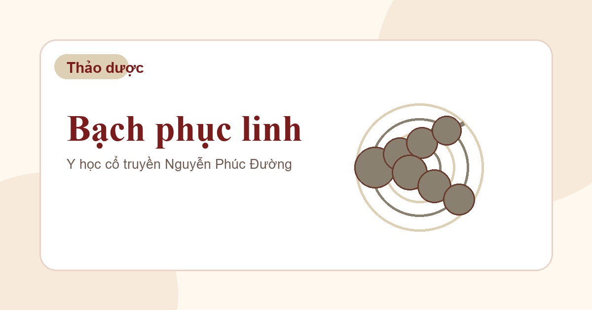 Bạch phục linh trong nhóm vị thuốc Đông y thường gặp