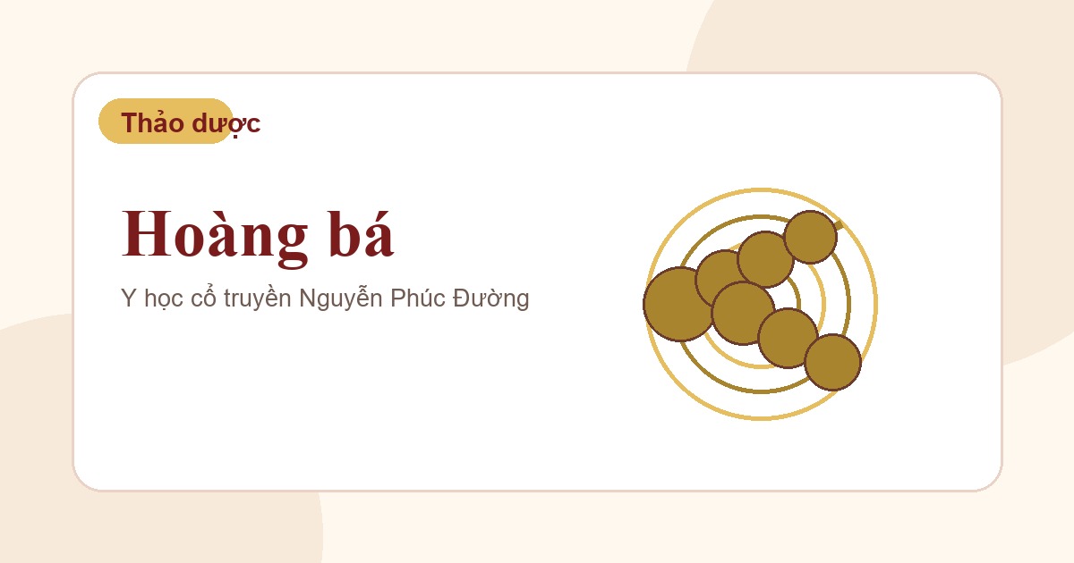 Hoàng bá trong nhóm vị thuốc Đông y thường gặp
