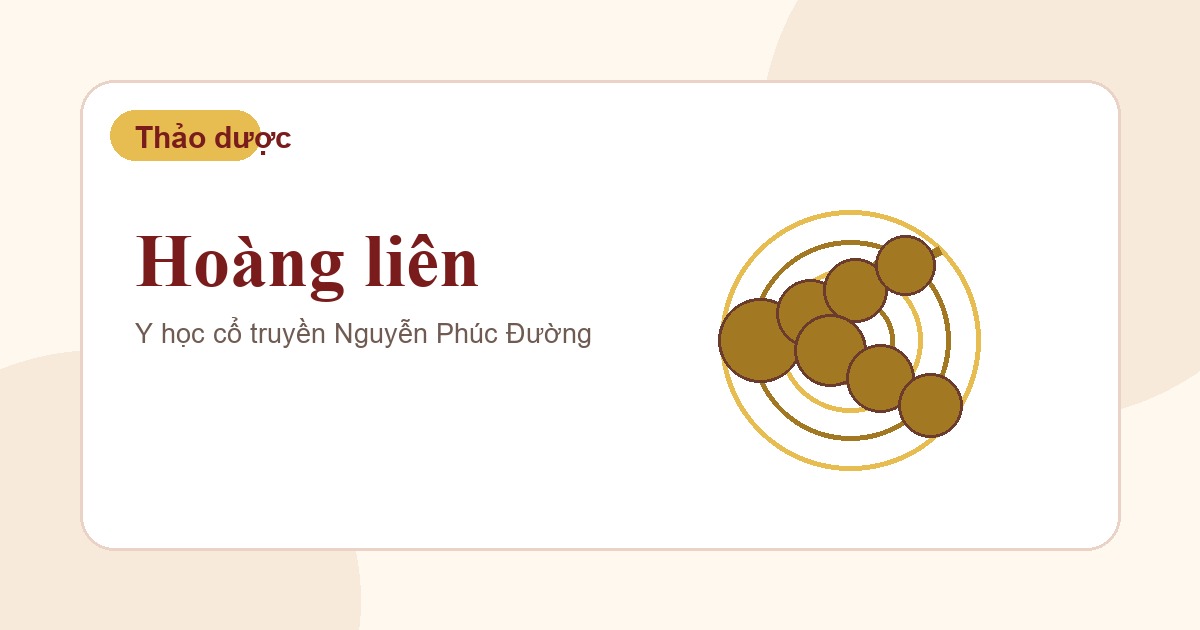 Hoàng liên trong nhóm vị thuốc Đông y thường gặp