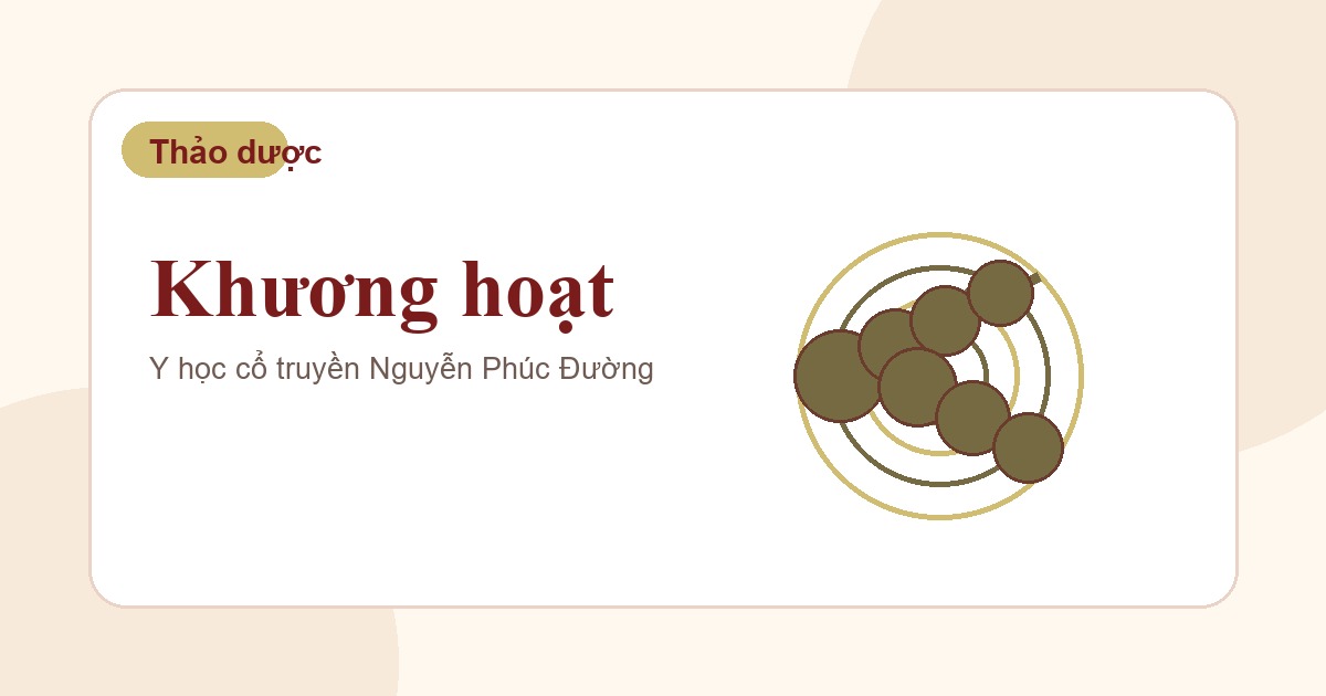Khương hoạt trong nhóm vị thuốc Đông y thường gặp