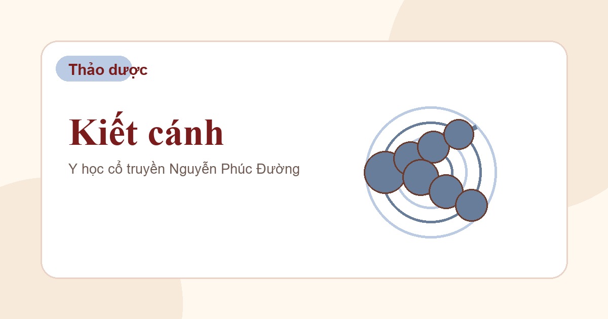 Kiết cánh trong nhóm vị thuốc Đông y thường gặp