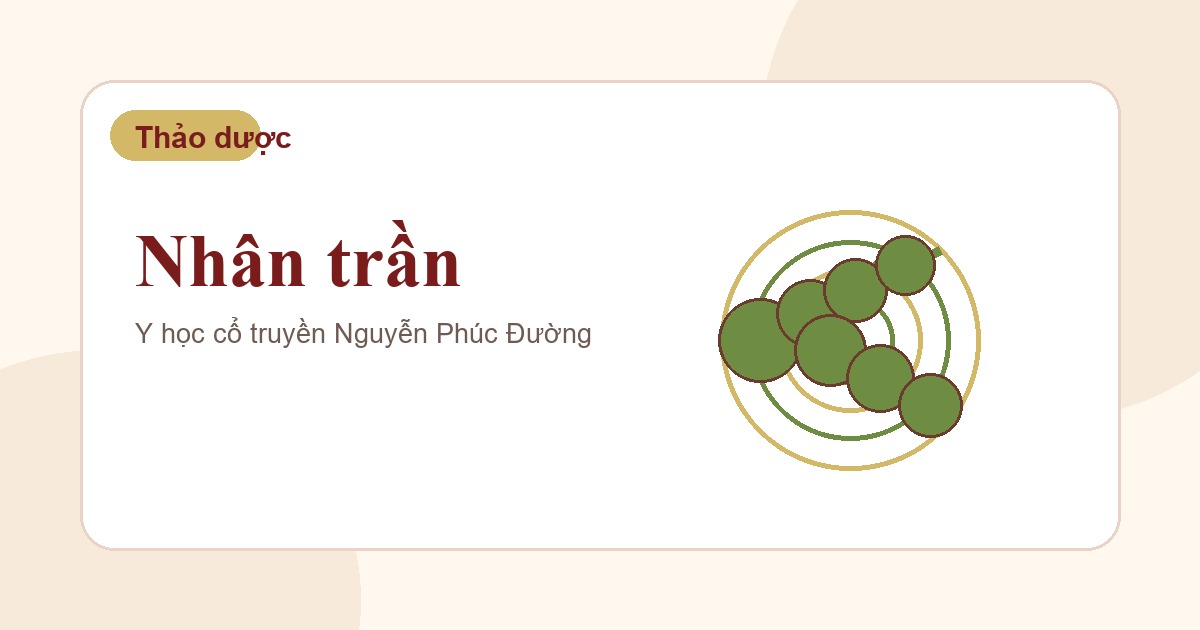 Nhân trần trong nhóm vị thuốc Đông y thường gặp