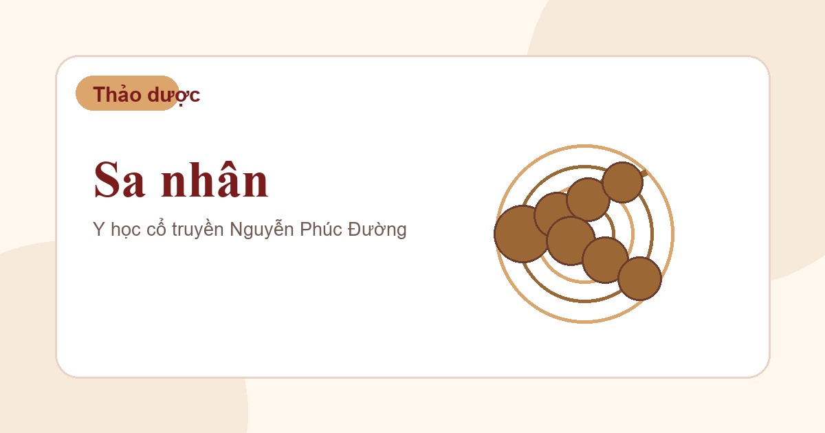 Sa nhân trong nhóm vị thuốc Đông y thường gặp