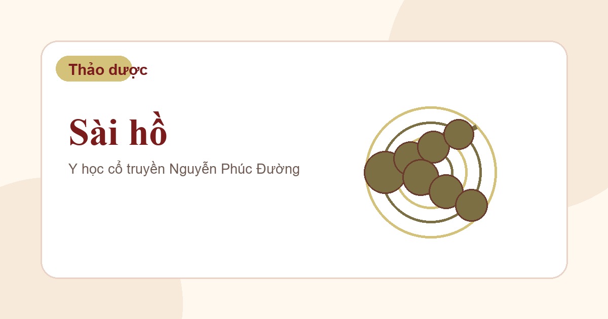 Sài hồ trong nhóm vị thuốc Đông y thường gặp