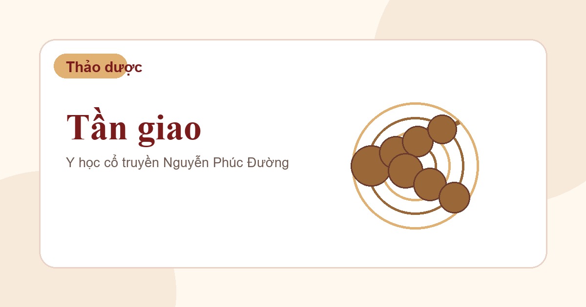 Tần giao trong nhóm vị thuốc Đông y thường gặp