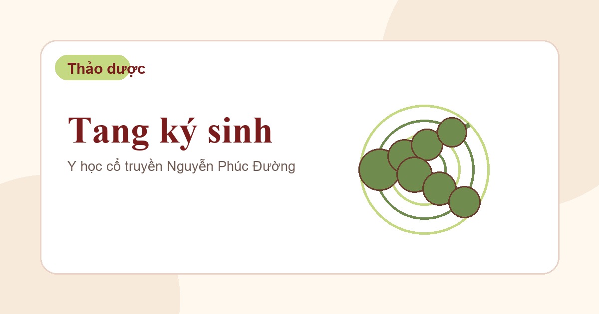 Tang ký sinh trong nhóm vị thuốc Đông y thường gặp