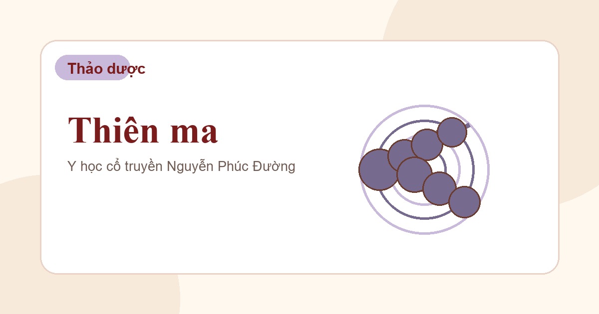 Thiên ma trong nhóm vị thuốc Đông y thường gặp