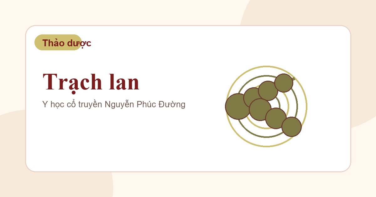 Trạch lan trong nhóm vị thuốc Đông y thường gặp