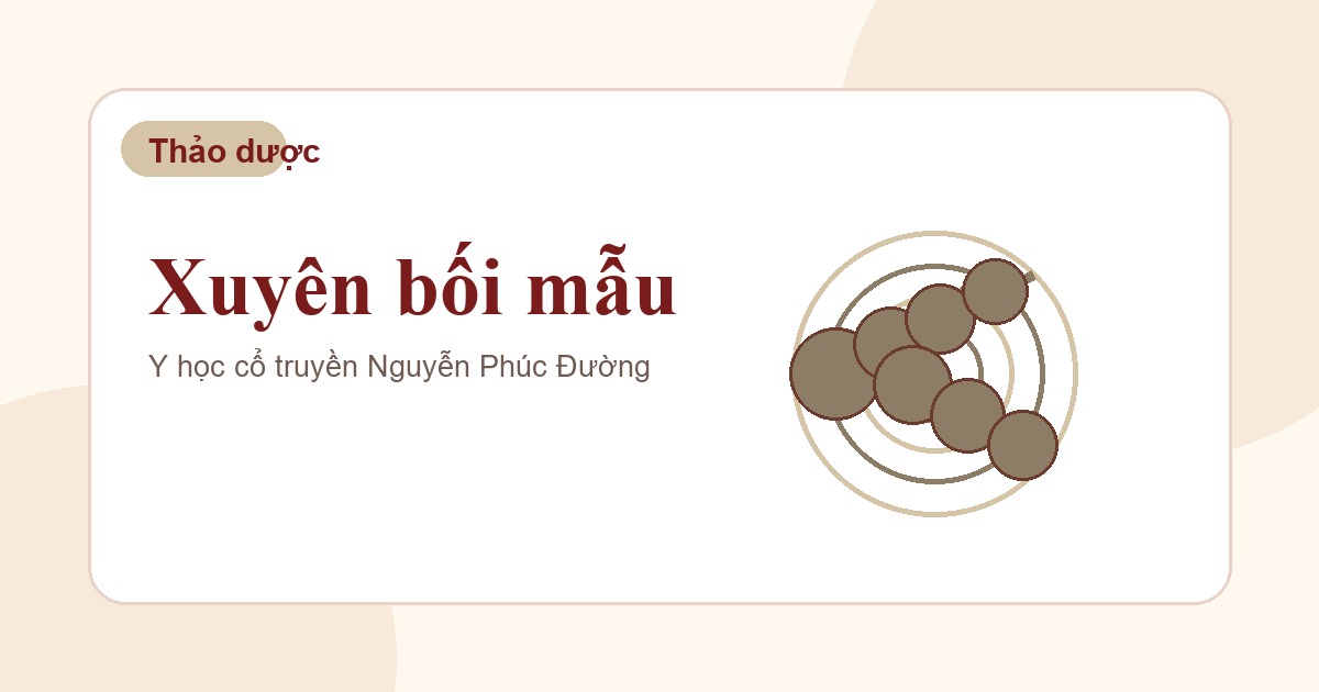 Xuyên bối mẫu trong nhóm vị thuốc Đông y thường gặp