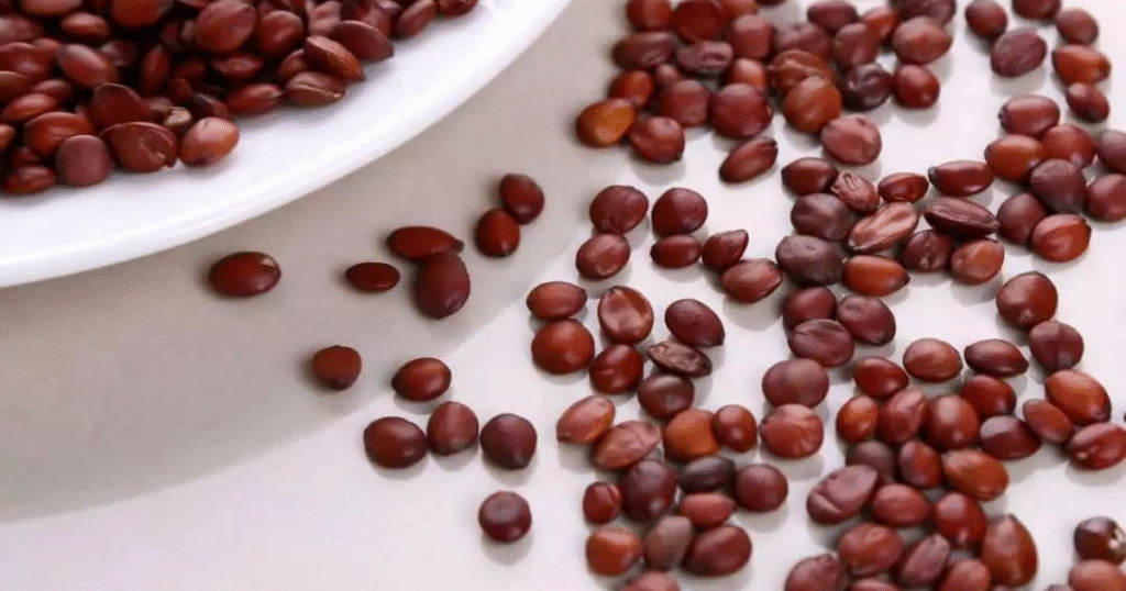 Toan táo nhân - 酸棗仁